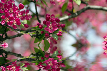 Fototapeta na wymiar Close-up Cherry blossom Beautiful Flower in spring. Natural back