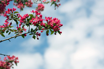 Close-up Cherry blossom Beautiful Flower in spring. Natural back