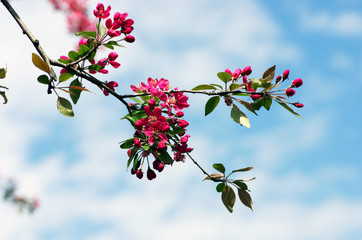 Close-up Cherry blossom Beautiful Flower in spring. Natural back