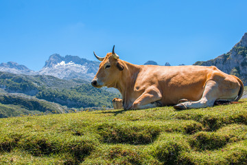 Fototapeta na wymiar Kuh im Parque Nacional de los Picos de Europa (Picos d’Europa) Asturies (Asturien, Asturias) Spanien (España)
