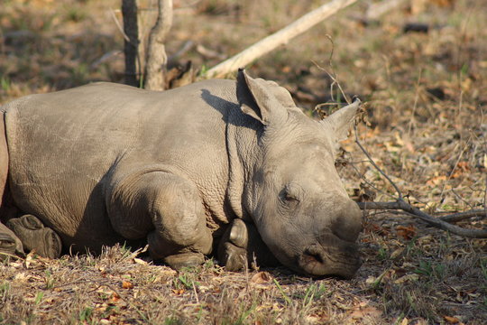 Sleeping young baby rhino in Kruger National Park in South Africa in a close up