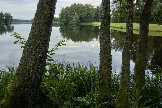The trunks of the trees on the shores of the river Gwda in Poland.