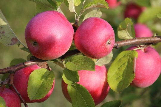 Ripe apples on the tree