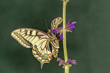 Old World swallowtail (Papilio machaon) is a butterfly of the family Papilionidae. The butterfly is...
