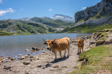 Kuh mit Kalb  im Parque Nacional de los Picos de Europa (Picos d&rsquo;Europa) Asturies (Asturien, Asturias) Spanien (Espa&ntilde;a)