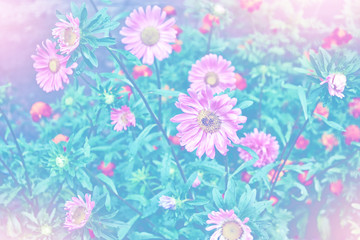 Fototapeta na wymiar Pink aster colorful flowers on a background summer landscape