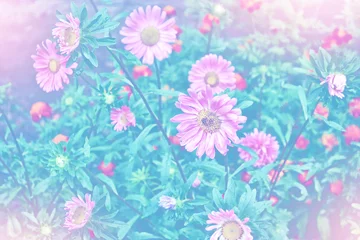 Foto op Canvas Roze aster kleurrijke bloemen op een achtergrond zomerlandschap © alenalihacheva