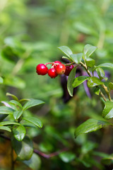 Close-up of cranberries in the forest