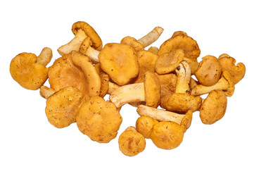 Heap of chanterelle mushrooms on white background.