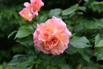 Rose_006