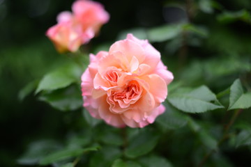 Rose_005