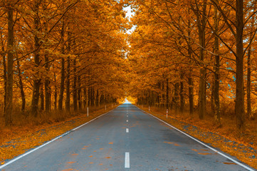 road in autumn woods © javarman