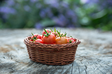 Cherry tomatoes in a small basket on an old wooden surface with copyspace