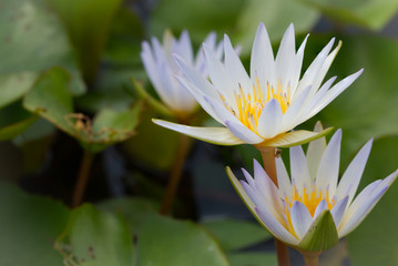 Water lily flower (lotus)