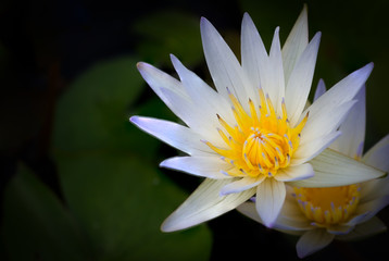 Water lily flower (lotus)