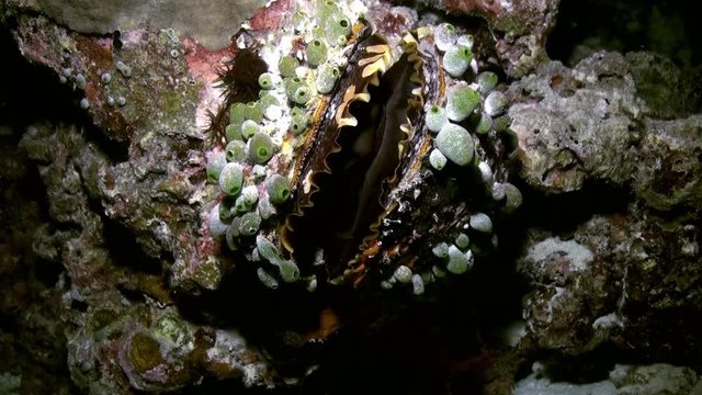 Underwater marine life, bivalve mollusk maxima clam, Tridacna maxima, Pacific ocean, French polynesia, Close-up. Maldives