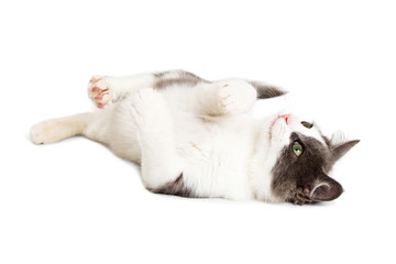 Fototapeta premium Playful Kitten Rolling Onto Back