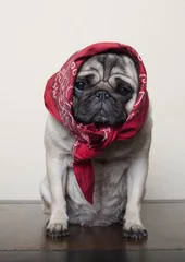 Fotobehang Hond, Mopshond, met hoofddoek © monicaclick