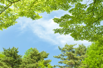 foliage and blue sky
