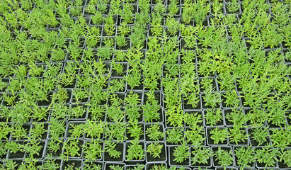 Lawendy w doniczkach leżące na słońcu - widok z góry © markstudio2008