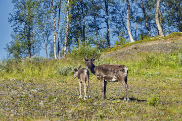 Reindeers in natural environment, Roros region, Northern Norway