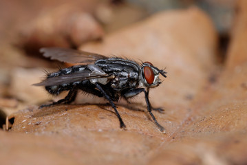 Flesh-fly, Flesh Flies, Fly