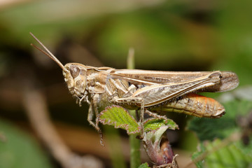 Grasshopper, Orthoptera, Caelifera
