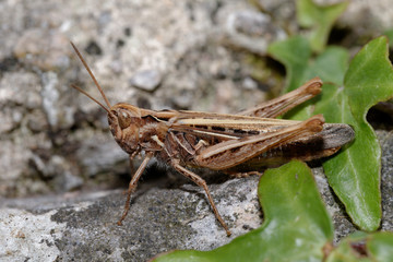 Grasshopper, Orthoptera, Caelifera