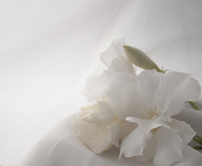 fiore di oleandro bianco primo piano