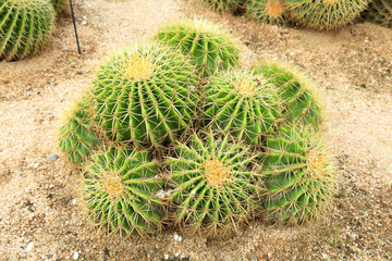 golden ball cactus