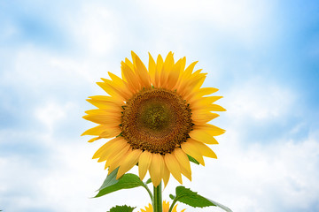Naklejka premium ひまわり