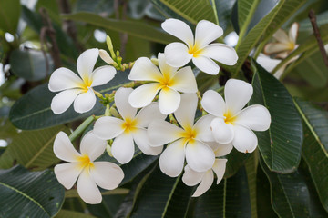 Obraz na płótnie Canvas Plumeria flowers (plumeria).frangipani tropical flower