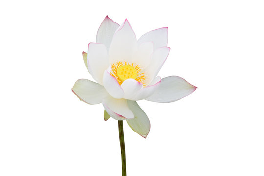 white water lily flower (lotus) and white background. The lotus