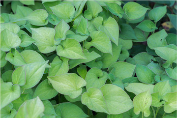 fishy-smell herb (Houttuynia cordata)