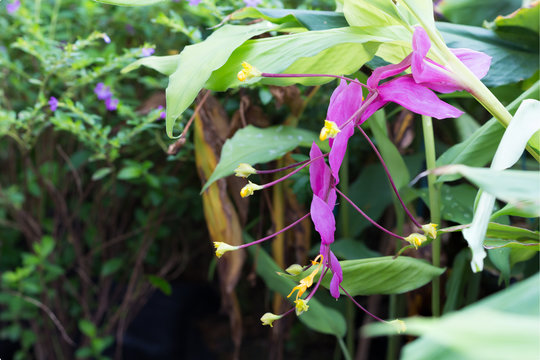 Pink Globba winiti ginger flower