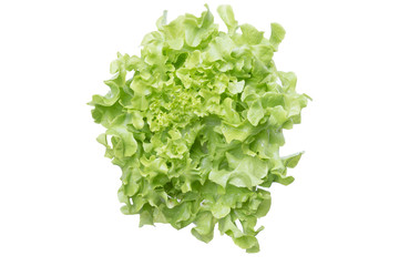 Obraz na płótnie Canvas Close up of green lettuce isolate with clipping path. Concept of