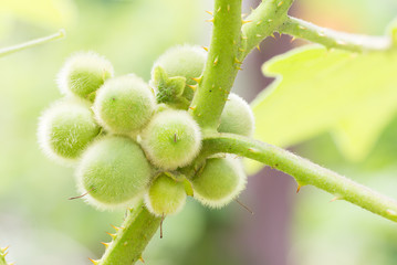 The green Solanum, Bolo Maka on plant.Solanum stramoniifolium Ja