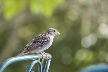 Cute yong sparrow sitting