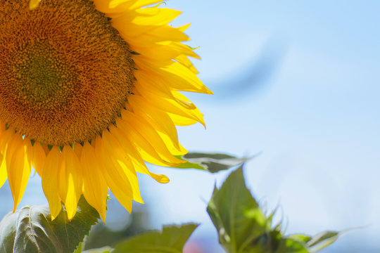 Big sunflower on blue sky background. Flower with yellow petals no seeds. 