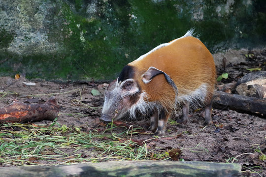 Red River Hog 1