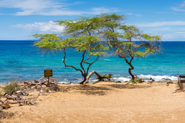 Trees on the sea shore of Maui
