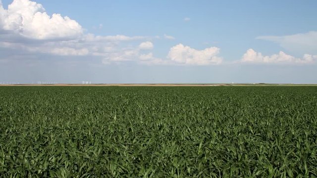 Kansas / Oklahoma - Landscape 03 Wide shot of corn field with wind turbines in far distance