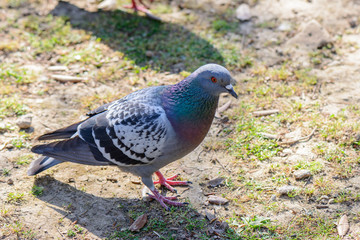 Pidgeon looking me
