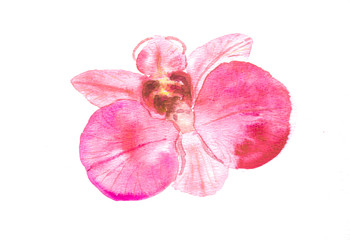 Red orchid on white, watercolor illustrator