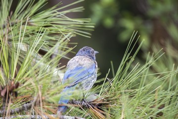 California Scrub jay (Aphelocoma californica)