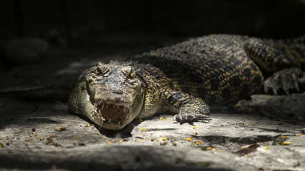 Crock