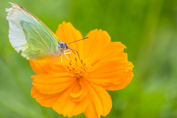 Butterfly catch on yellow Cosmos flowers