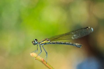 Dragonfly close up eyes, insect,animal.