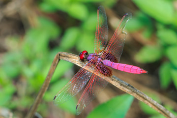 Dragonfly , insect,animal.