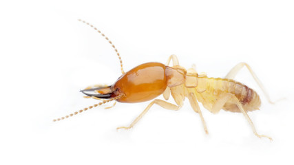 termite